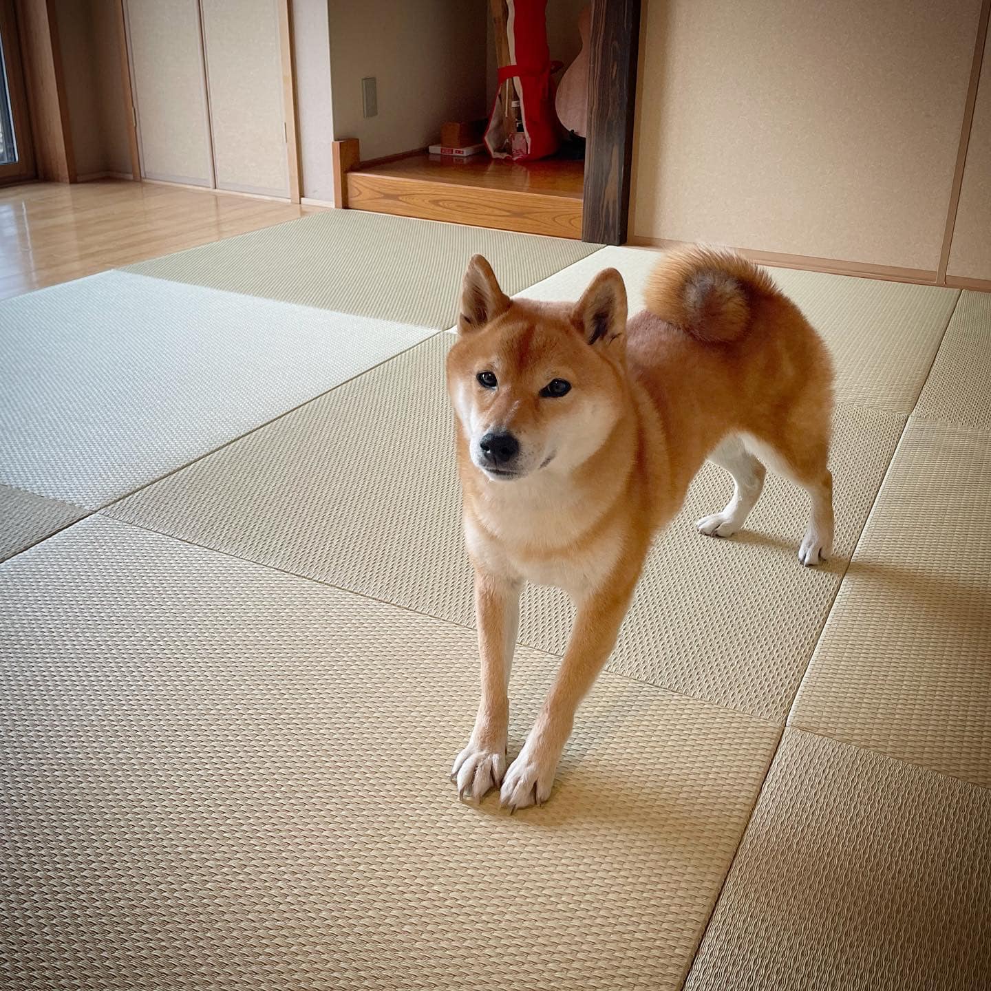 柴犬でも大丈夫 なペット対応畳 畳工房のぐち